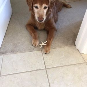 Meet your Posher, Lois